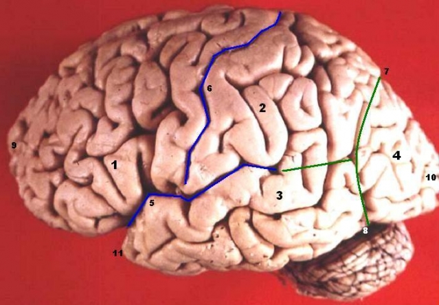 Le subconscient et le cerveau mélomane